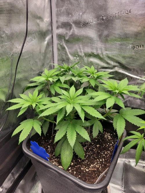 Ganja therapy 26. Week 4