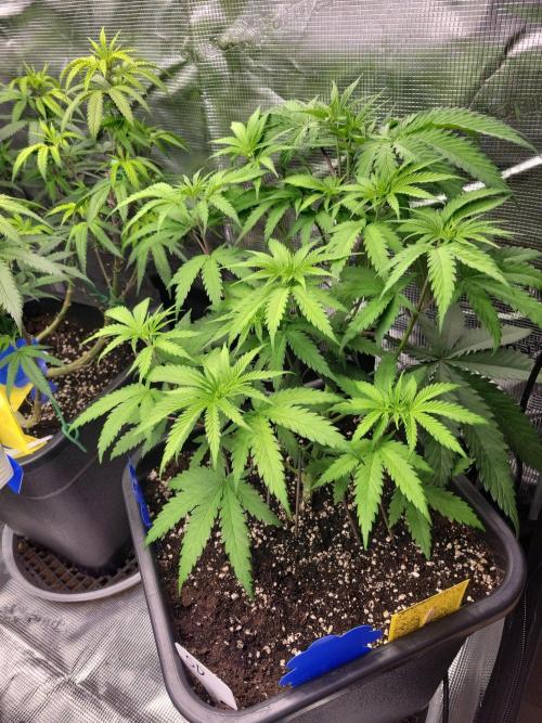 Ganja therapy 26. Week 4