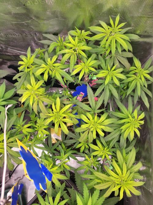 Ganja therapy 26. Week 4