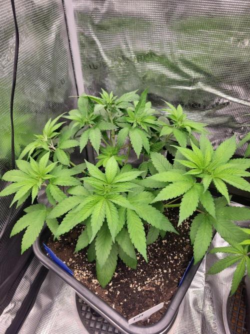 Ganja therapy 26. Week 4