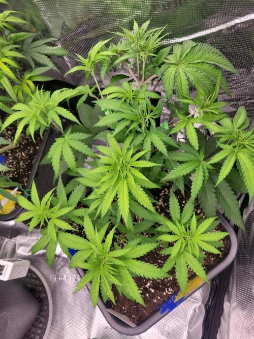 Ganja therapy 26. Week 4