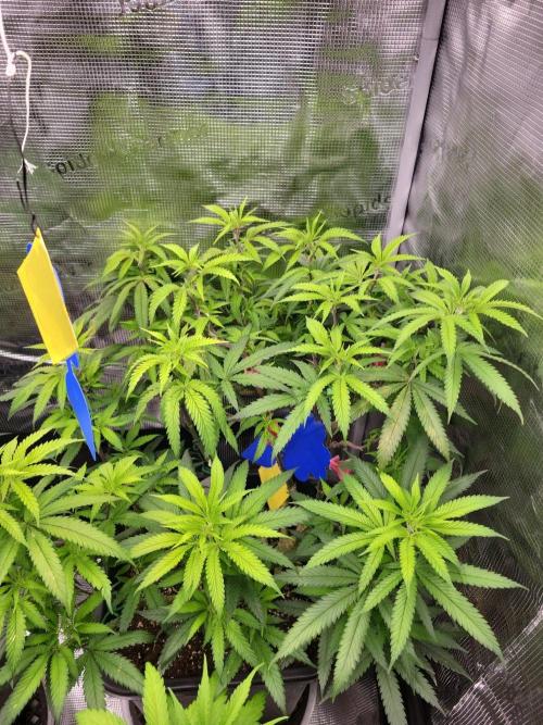 Ganja therapy 26. Week 4
