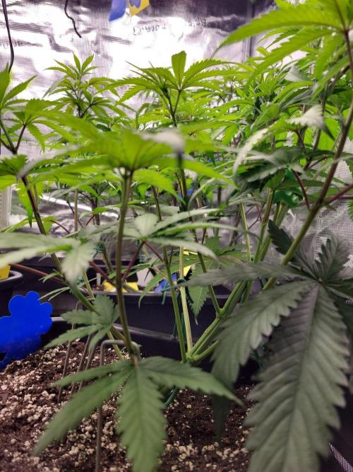 Ganja therapy 26. Week 4