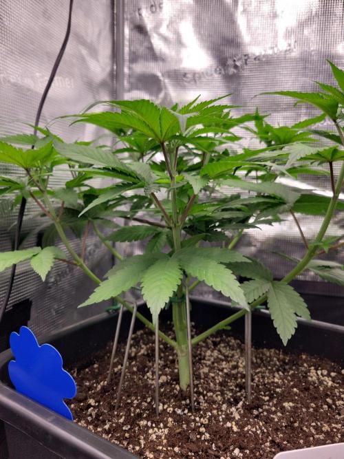 Ganja therapy 26. Week 4