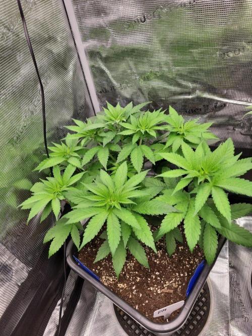 Ganja therapy 26. Week 5