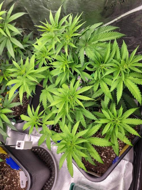 Ganja therapy 26. Week 5