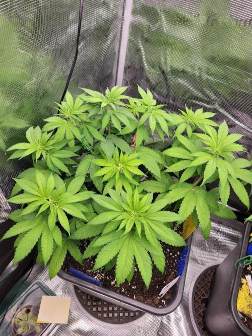 Ganja therapy 26. Week 5
