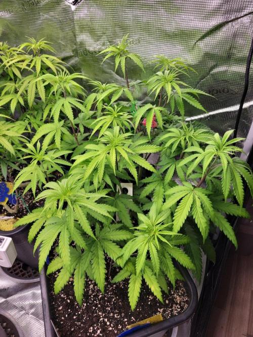 Ganja therapy 26. Week 5