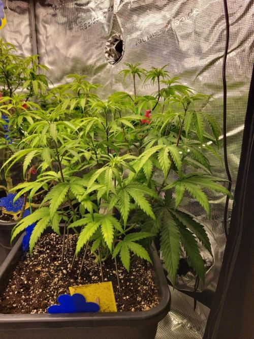 Ganja therapy 26. Week 5