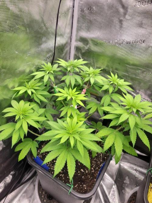 Ganja therapy 26. Week 5