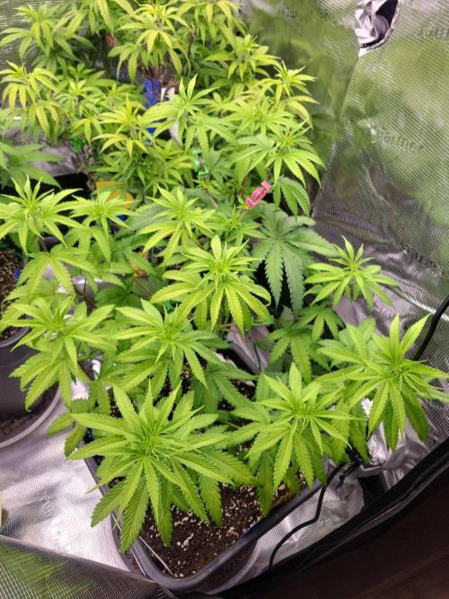 Ganja therapy 26. Week 5