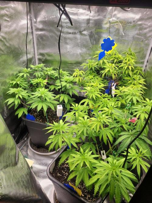 Ganja therapy 26. Week 5