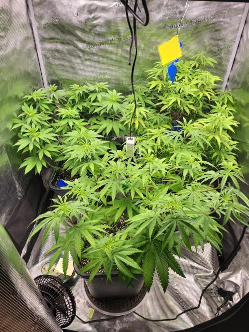 Ganja therapy 26. Week 6