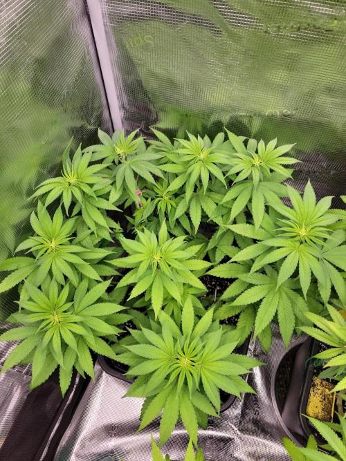 Ganja therapy 26. Week 6 - Permanent Marker