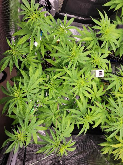 Ganja therapy 26. Week 6 - Sour Diesel