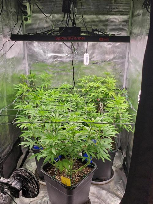 Ganja therapy 26. Week 6