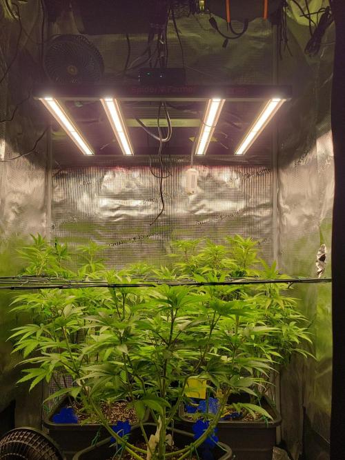 Ganja therapy 26. Week 6