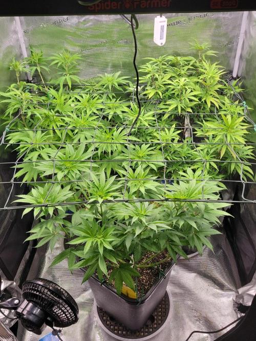 Ganja therapy 26. Week 6
