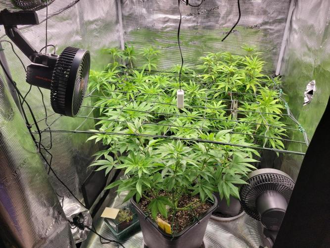 Ganja therapy 26. Week 6