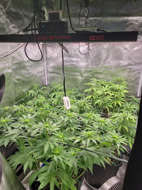 Ganja therapy 26. Week 7