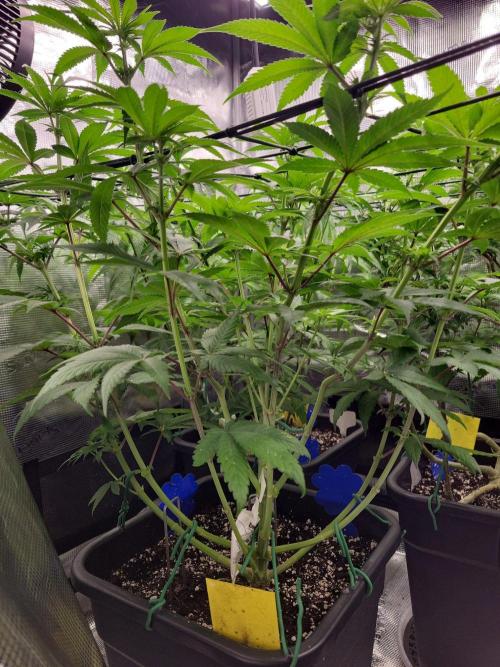 Ganja therapy 26. Week 7