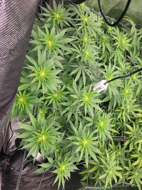 Ganja therapy 26. Week 7