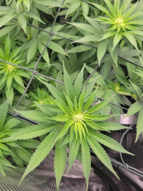 Ganja therapy 26. Week 7