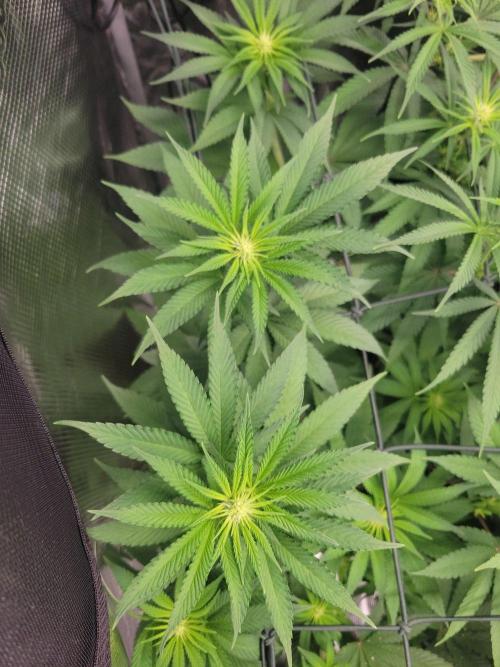 Ganja therapy 26. Week 7
