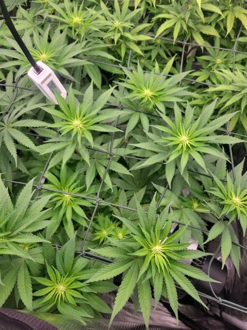 Ganja therapy 26. Week 7