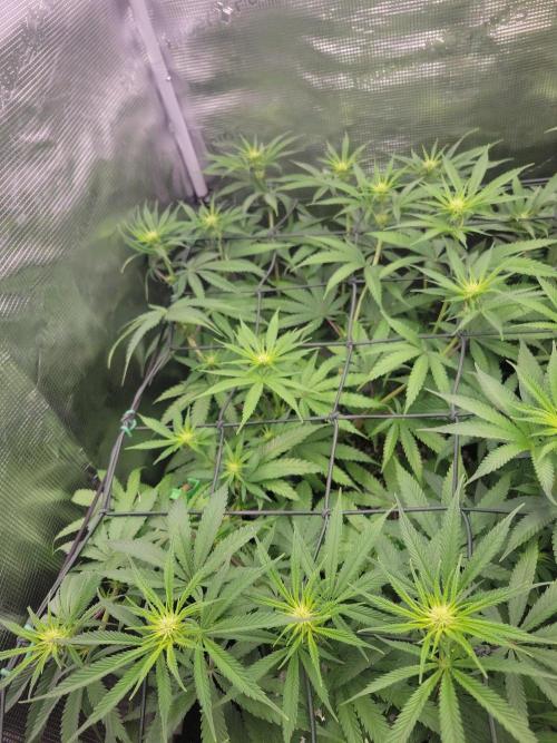 Ganja therapy 26. Week 7