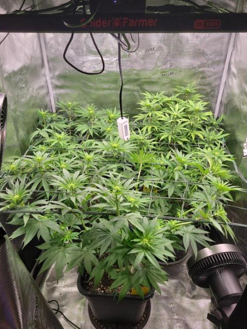 Ganja therapy 26. Week 7