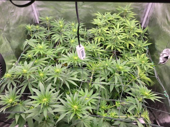 Ganja therapy 26. Week 7