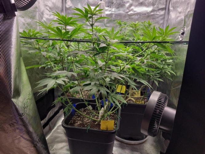 Ganja therapy 26. Week 7