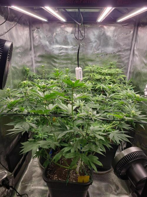 Ganja therapy 26. Week 7