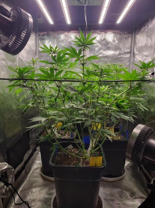 Ganja therapy 26. Week 7