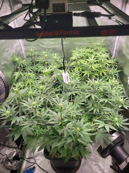 Ganja therapy 26. Week 7