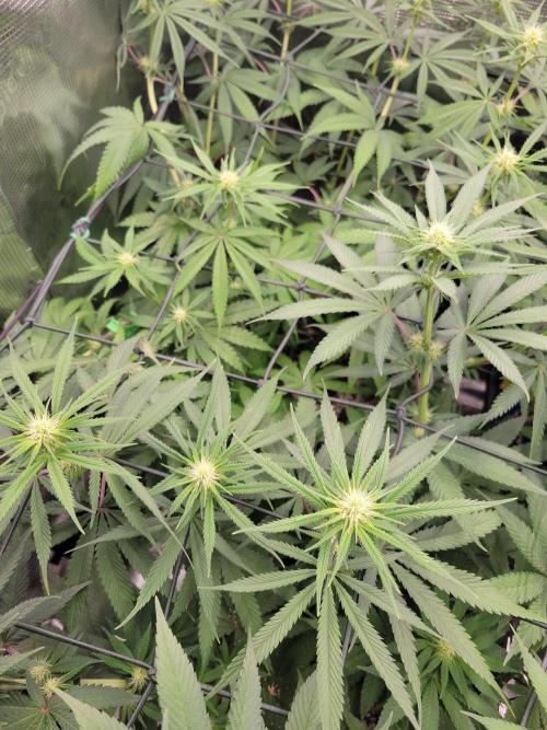 Ganja therapy 26. Week 7
