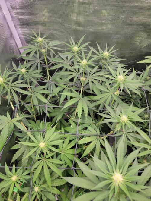 Ganja therapy 26. Week 7