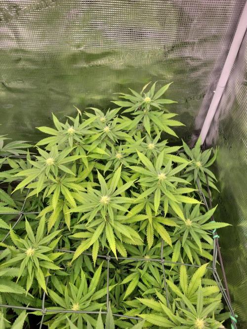 Ganja therapy 26. Week 7