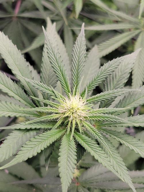 Ganja therapy 26. Week 7