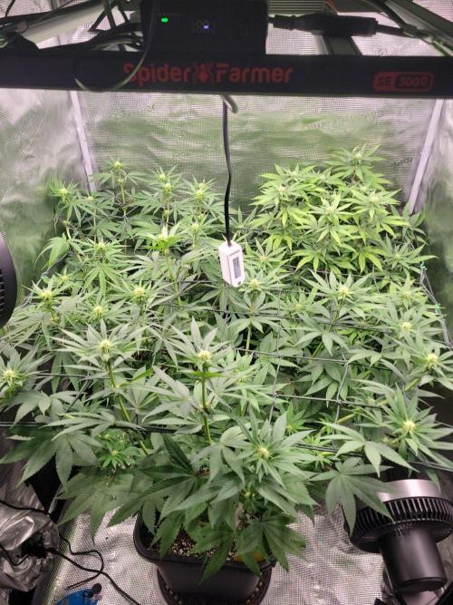 Ganja therapy 26. Week 8