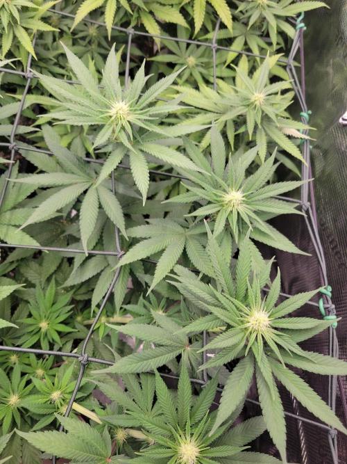 Ganja therapy 26. Week 8