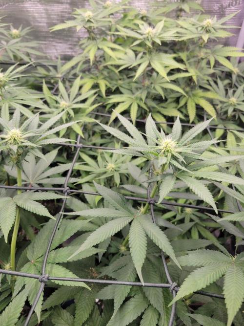 Ganja therapy 26. Week 8