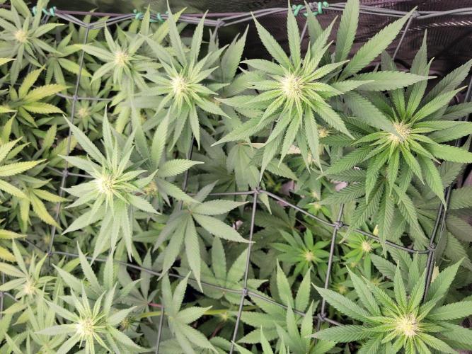 Ganja therapy 26. Week 8