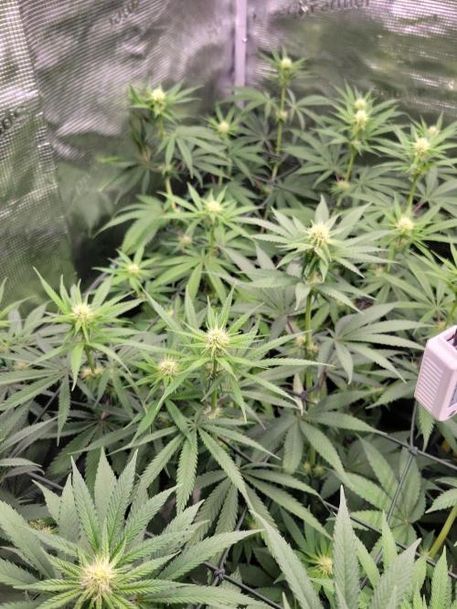 Ganja therapy 26. Week 8