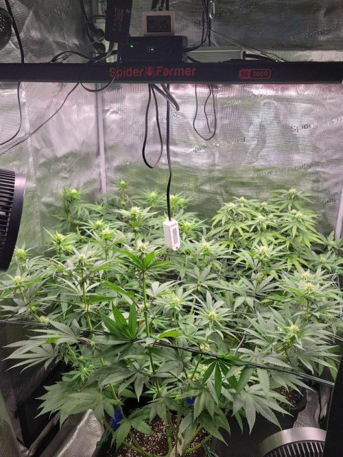 Ganja therapy 26. Week 8