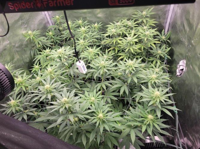 Ganja therapy 26. Week 8
