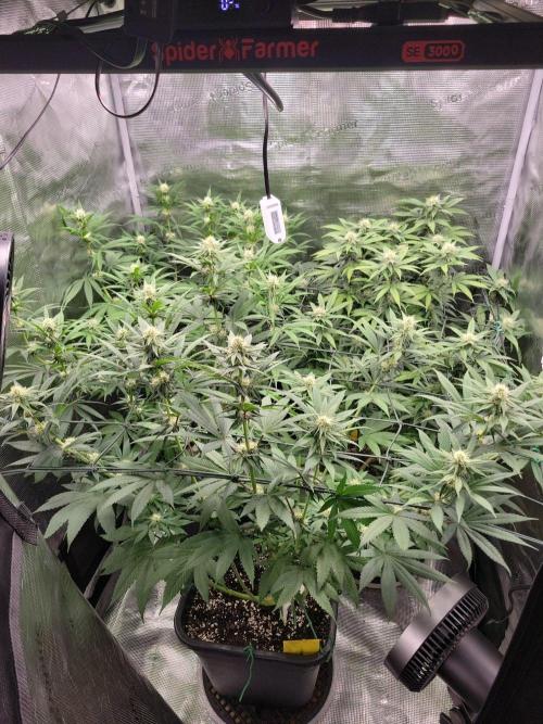 Ganja therapy 26. Week 8