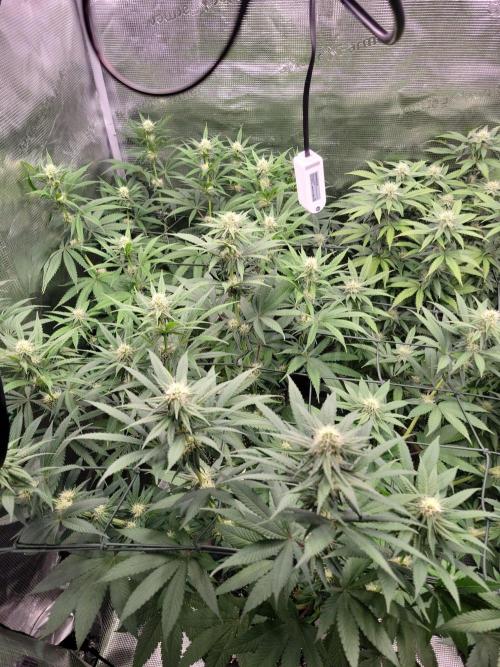 Ganja therapy 26. Week 8