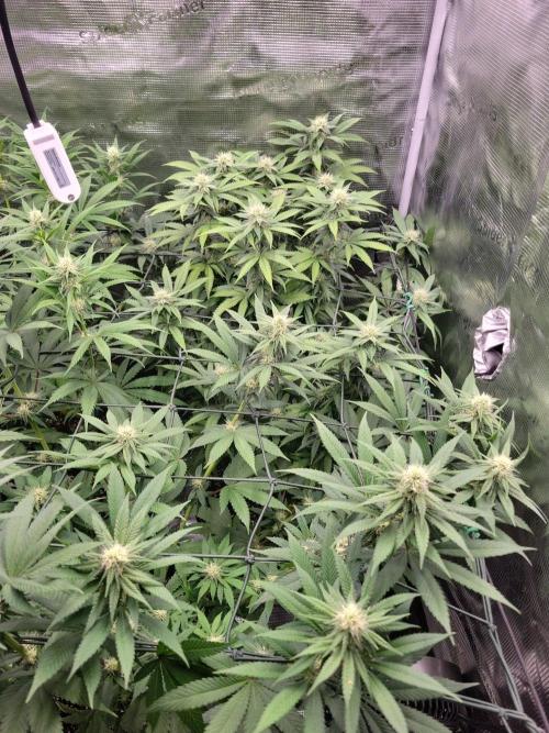 Ganja therapy 26. Week 8